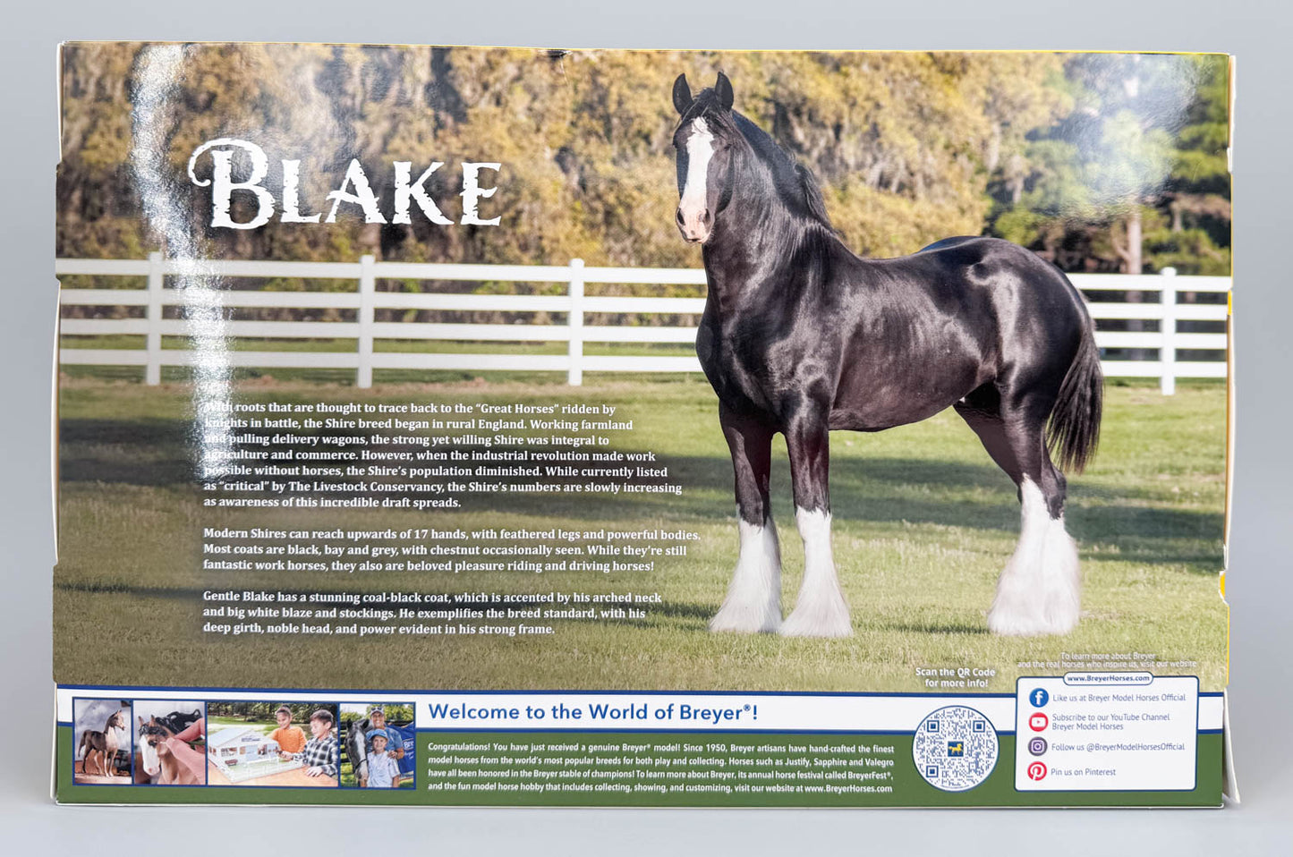 Shire Gelding ~ Blake - 2026 TSC SR
