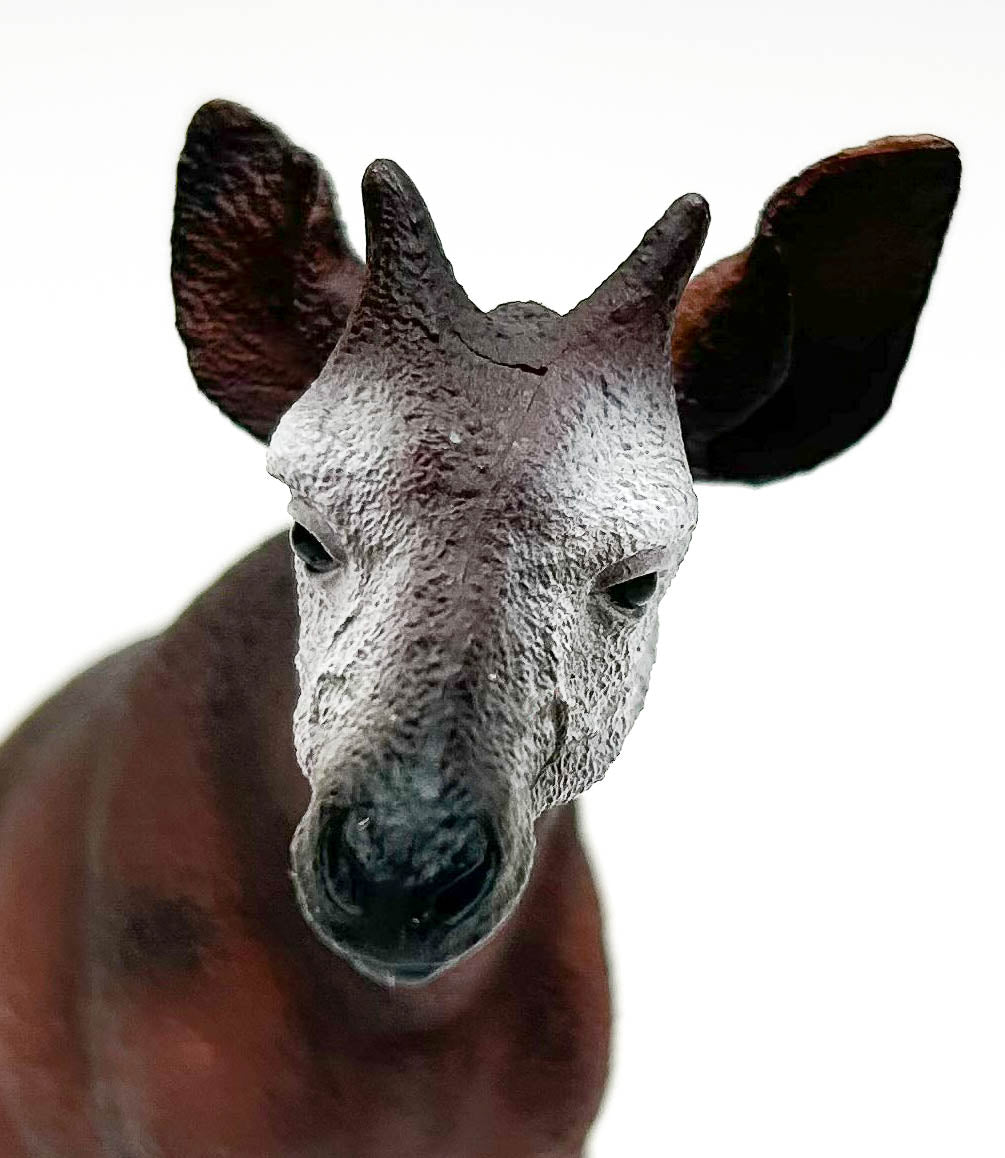Okapi Bull (international release)