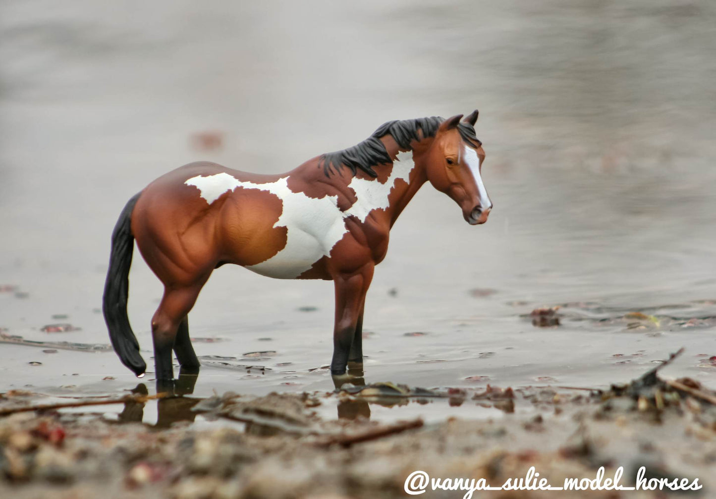 Paint Horse Stallion, Bay Pinto