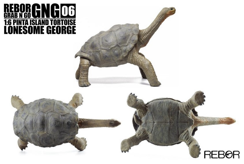 Pinta Island Tortoise ~ Lonesome George