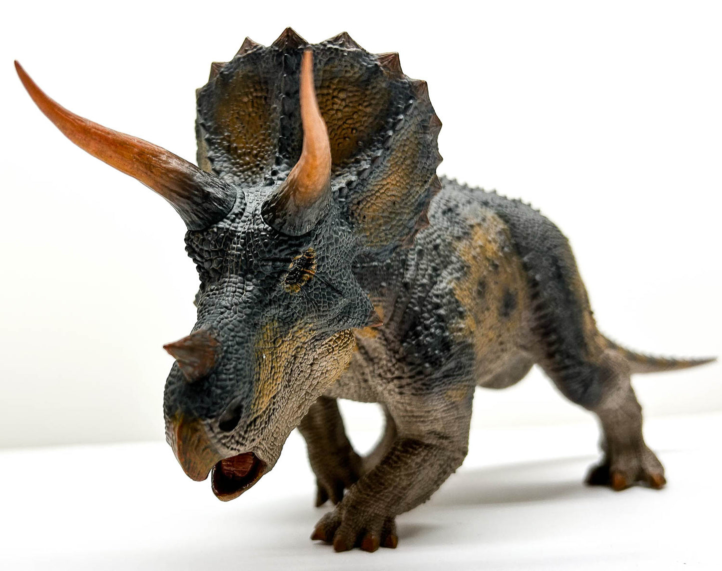 Triceratops, Male ~ "Trident King"
