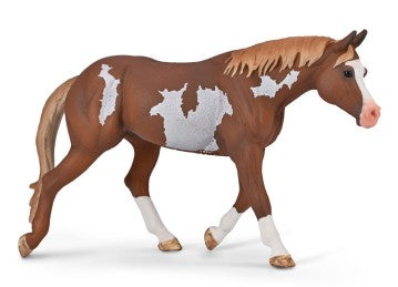 American Paint Horse Stallion, Chestnut Overo Pinto - ADVANCE SALE
