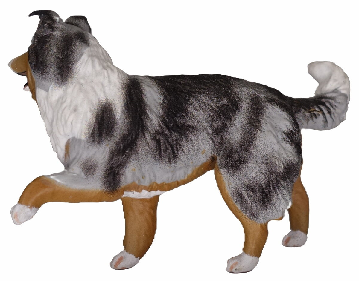 Australian Shepherd (or cross) ~ Nana - Blue Merle