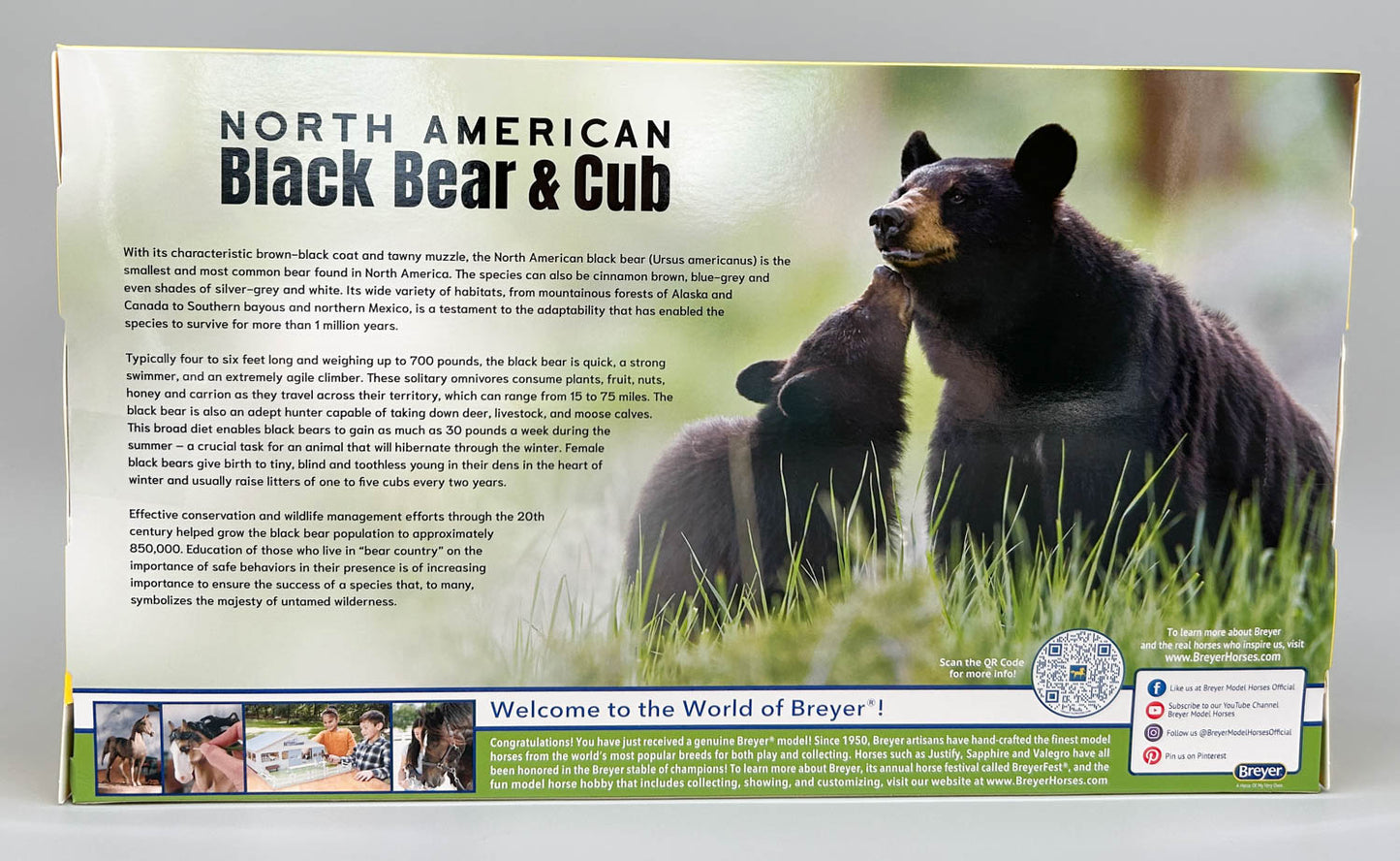 Black Bear and Cub