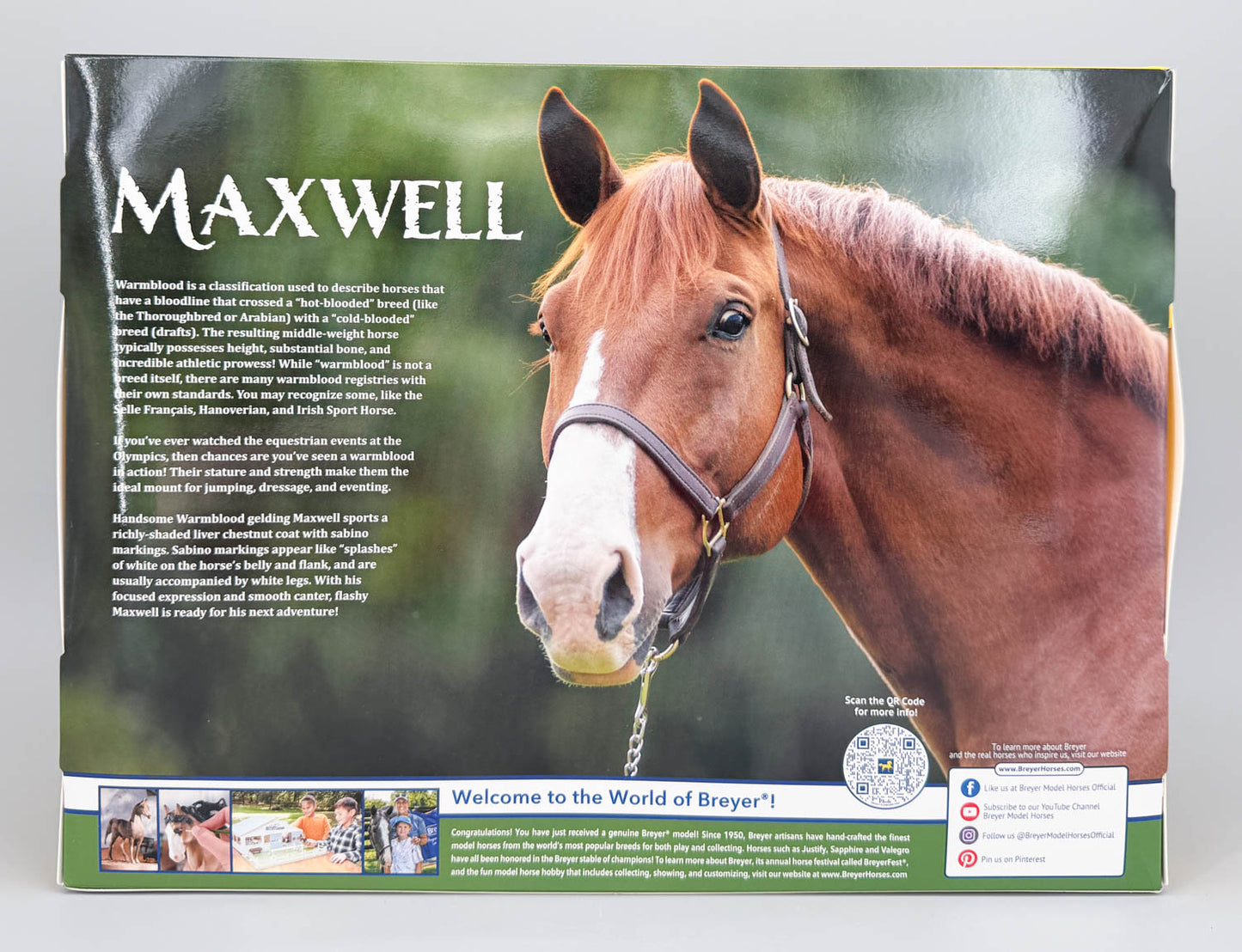 Cantering Warmblood ~ Maxwell - 2026 TSC SR