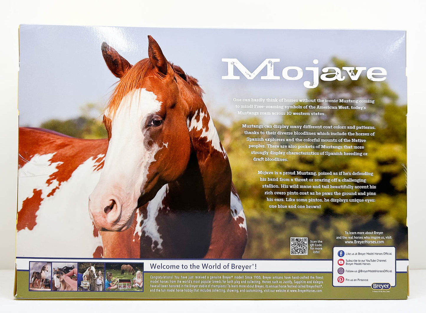 Mustang Stallion ~ Mojave