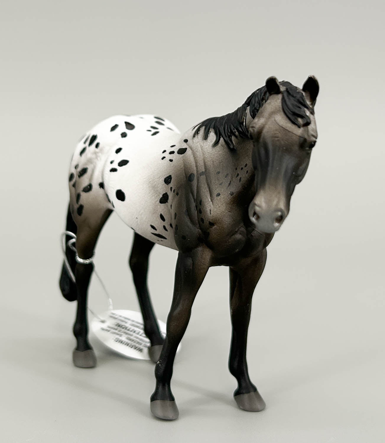 Appaloosa Stallion, Blue Roan