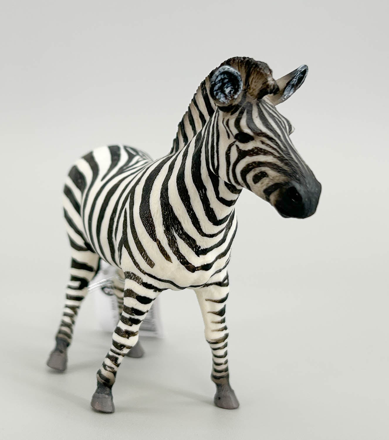 Zebra, Common Zebra