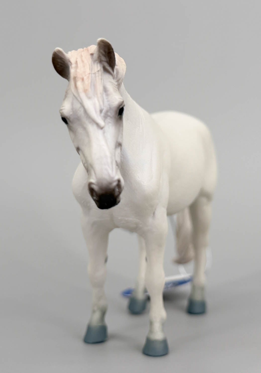 Camargue Horse
