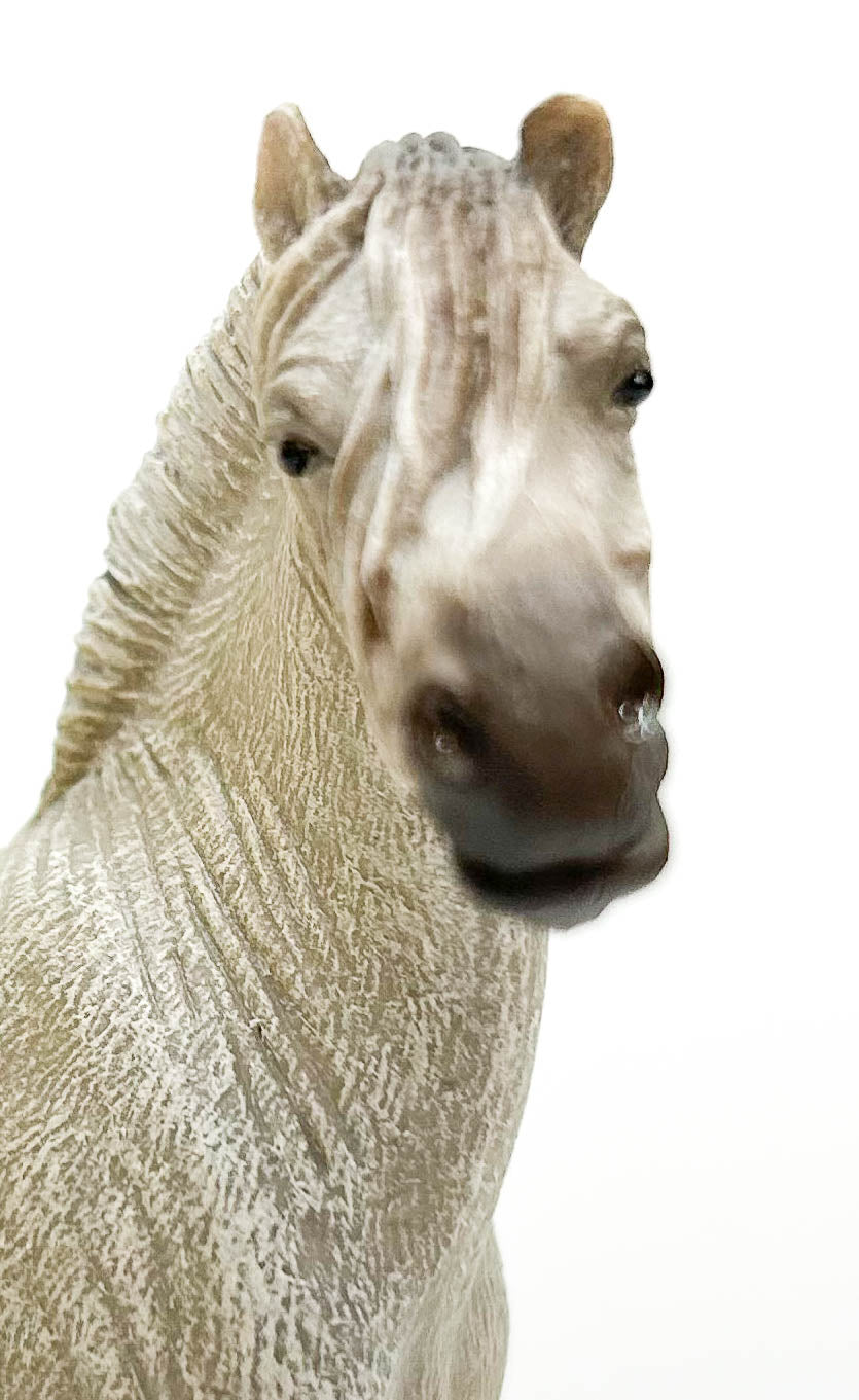 Fjord Stallion, Grulla (International Release)