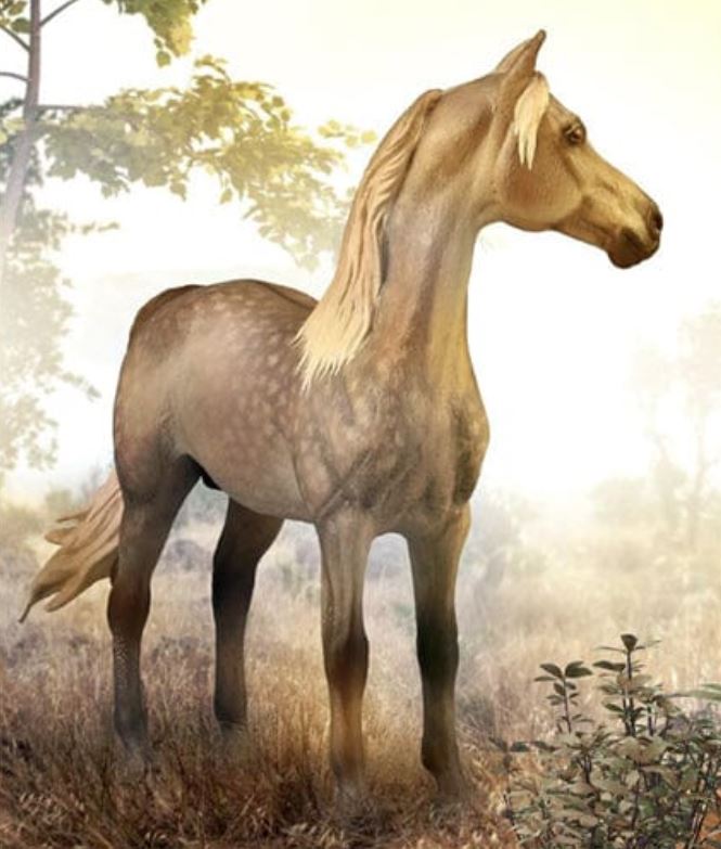 Morgan Stallion, Dappled Silver Grulla