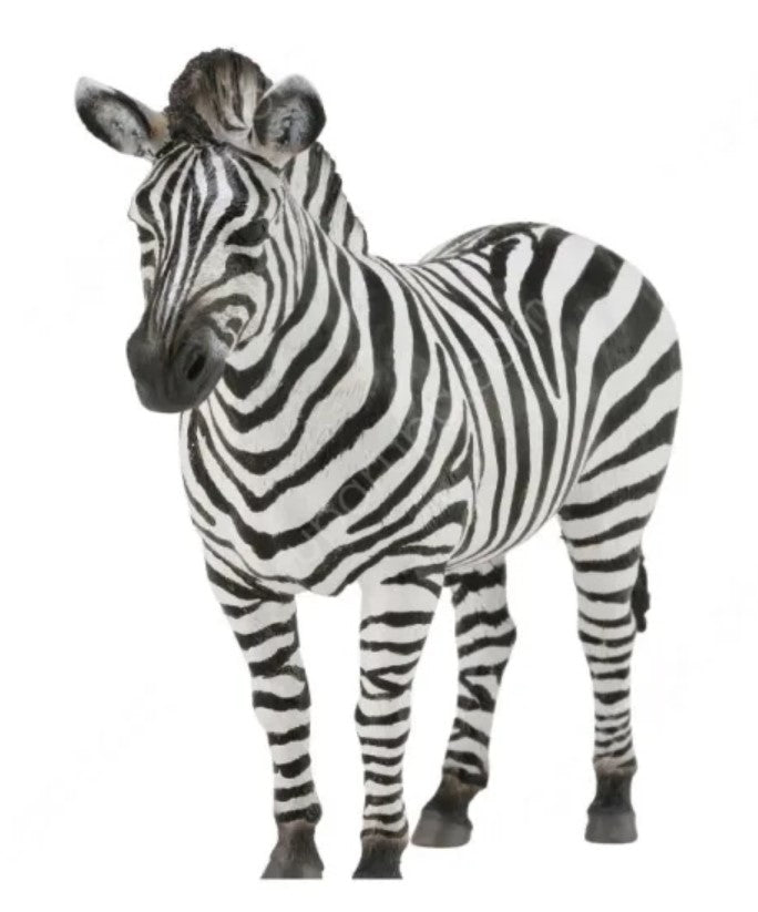 Zebra, Common Zebra