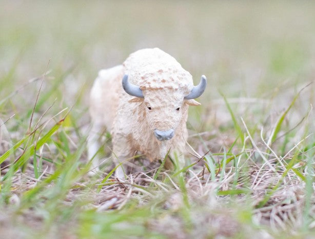White Buffalo