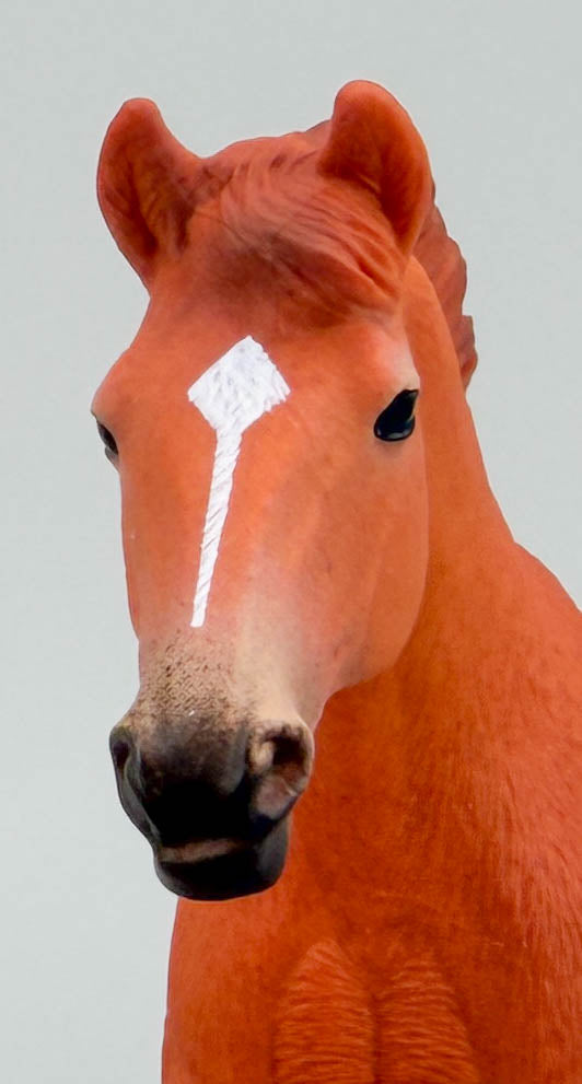 English Thoroughbred Stallion