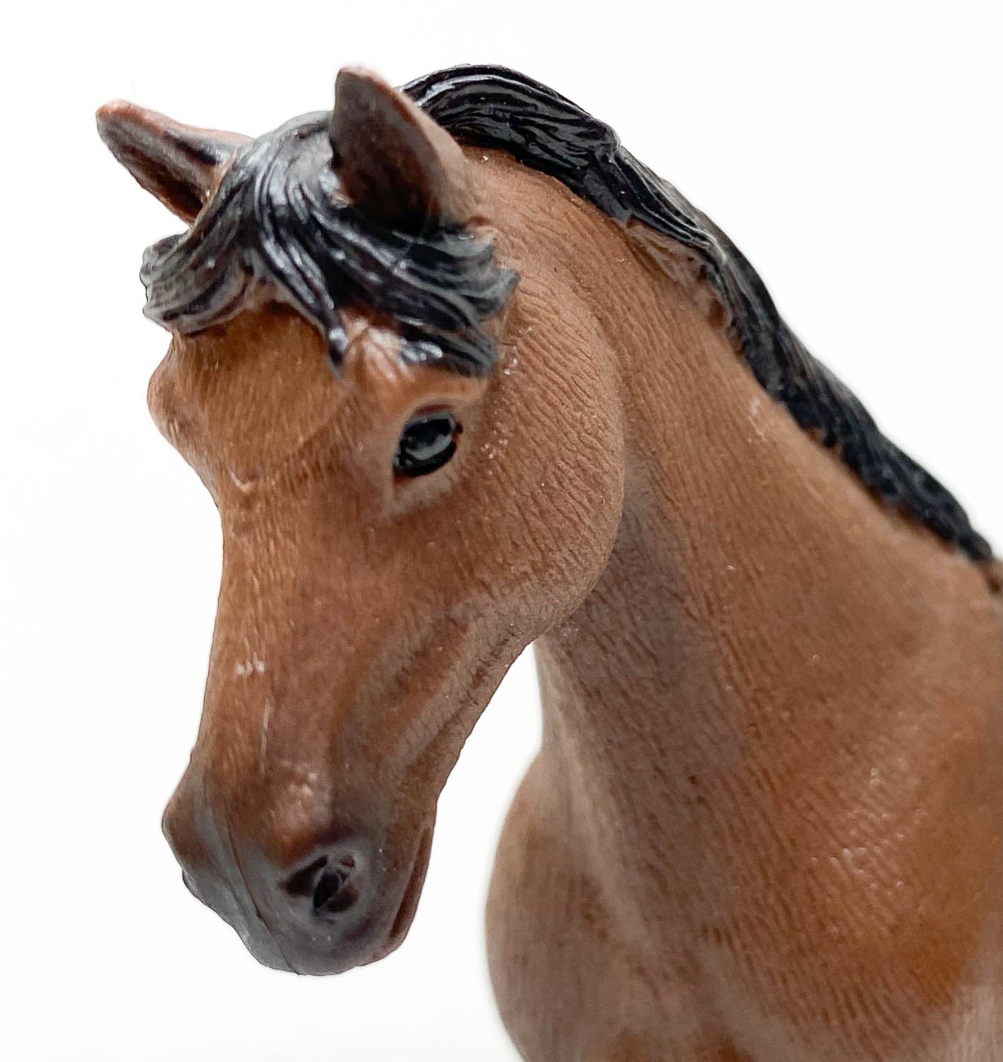 AUCTION: Trakehner Gelding, Bay