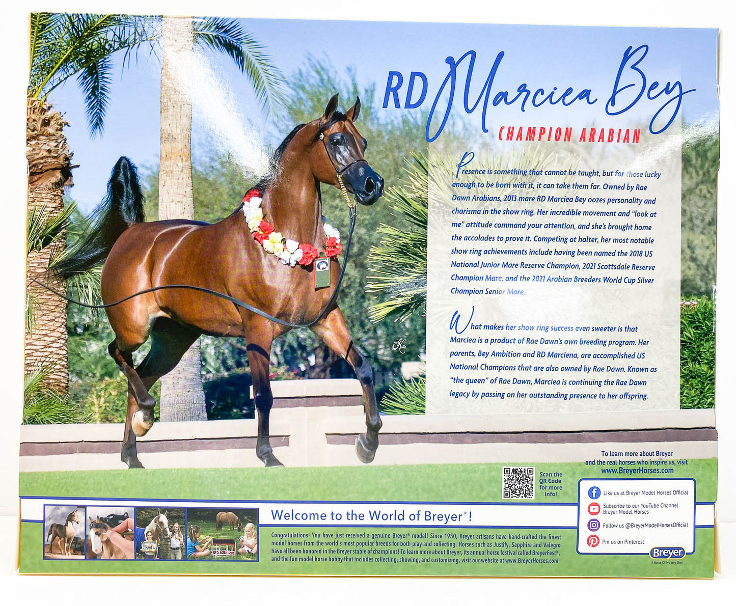 Show Stance Arabian Mare ~ RD Marciea Bey