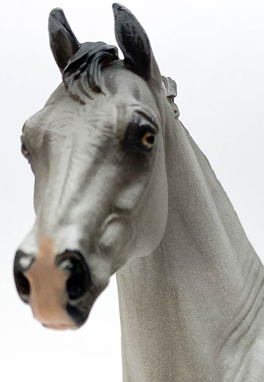 Hanoverian Stallion, Dapple Grey