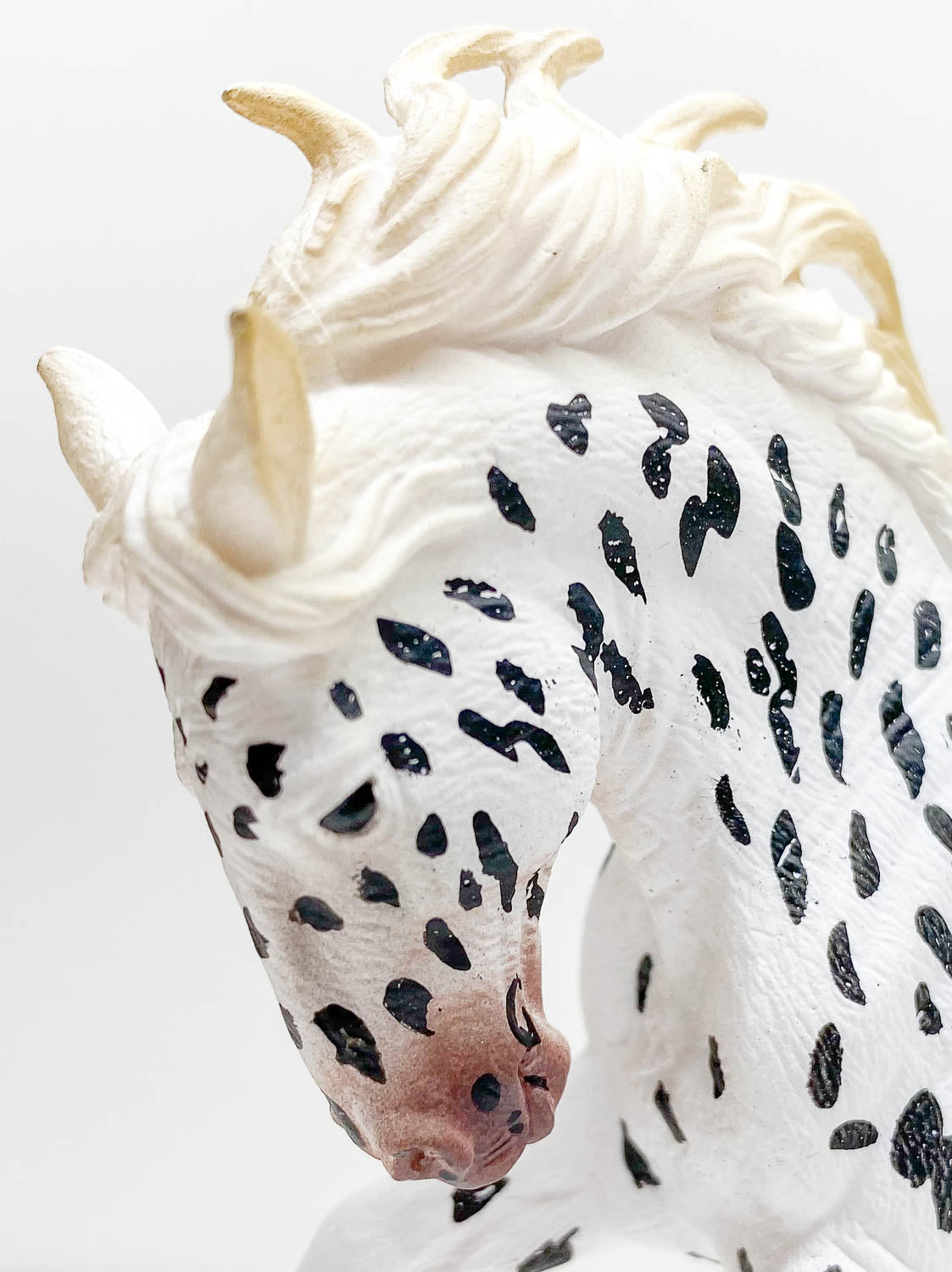 Knabstrupper Mare, Black Leopard Appaloosa