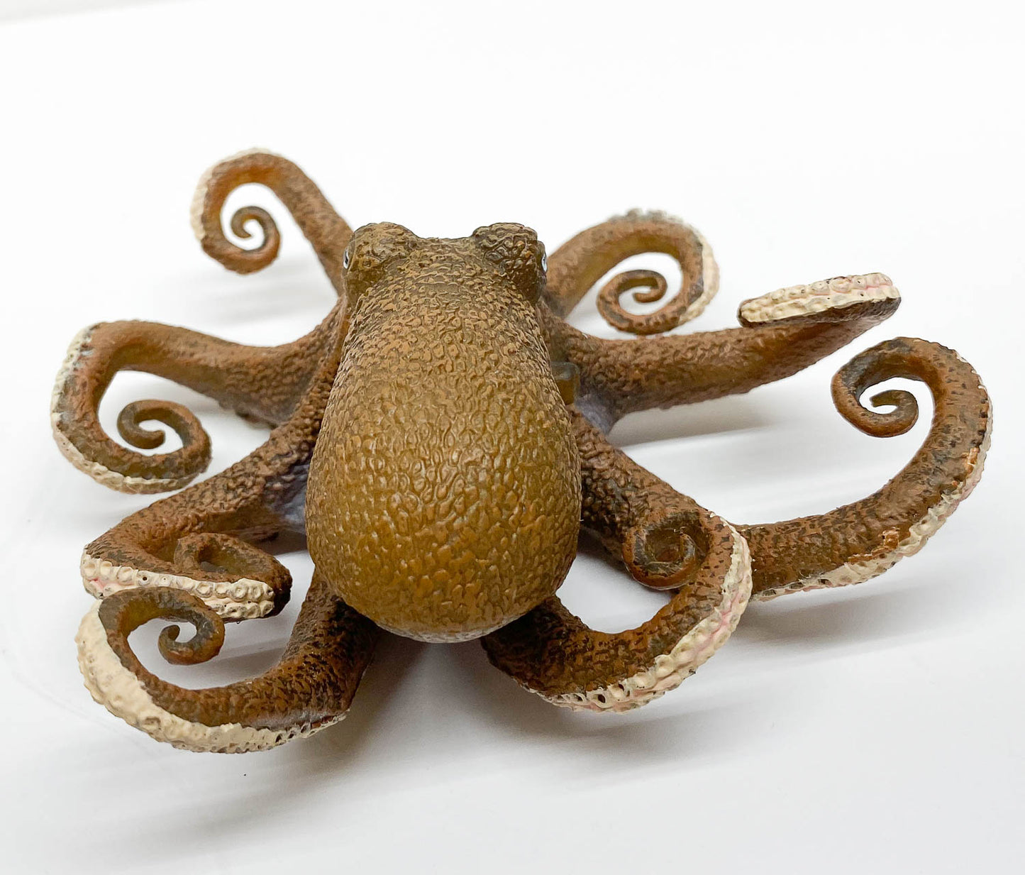 Octopus