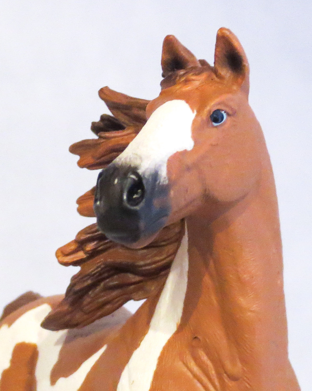 Pinto Stallion, Chestnut Pinto