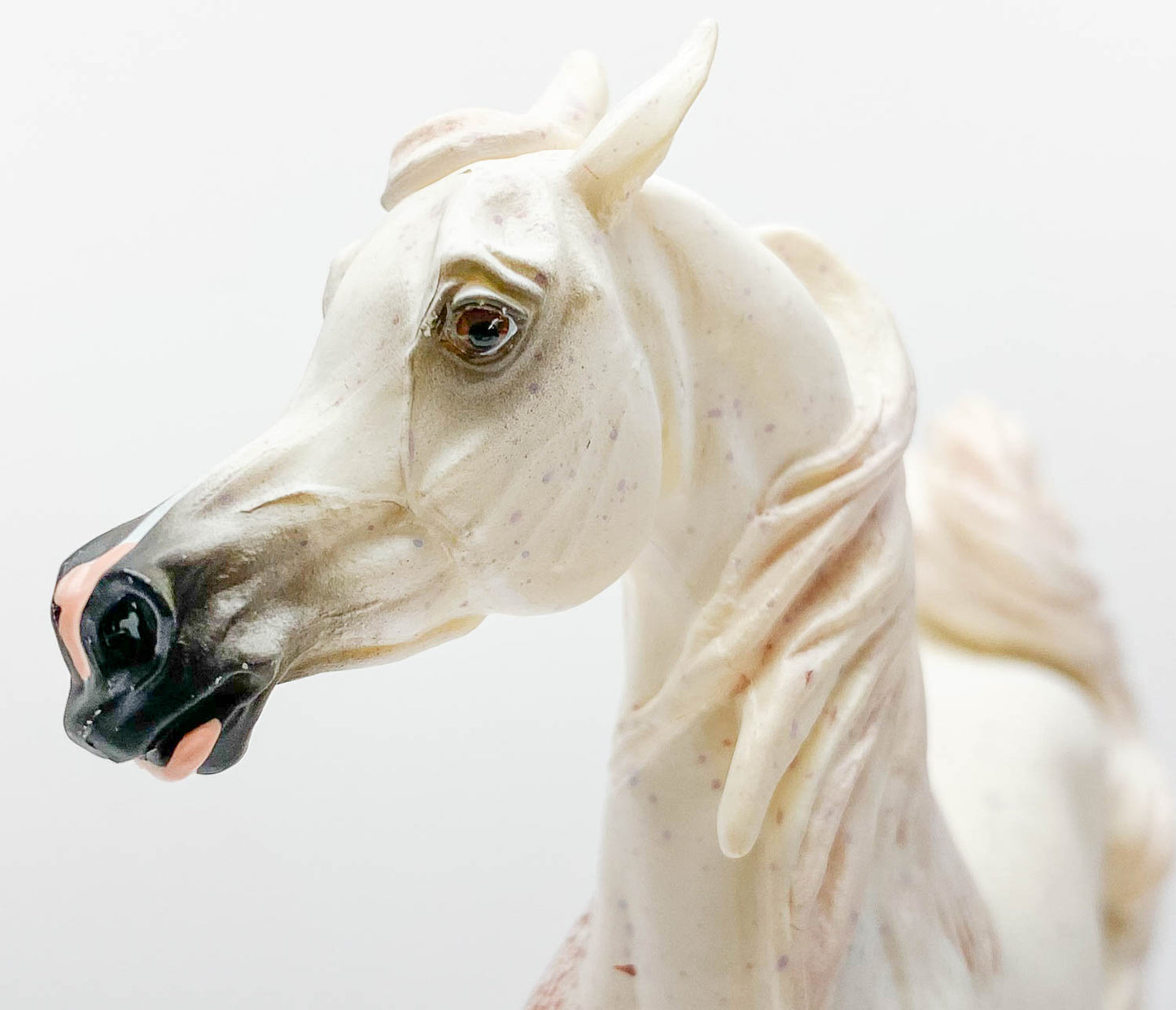 Arabian Mare, Fleabitten Grey with Bloody Shoulder Marking