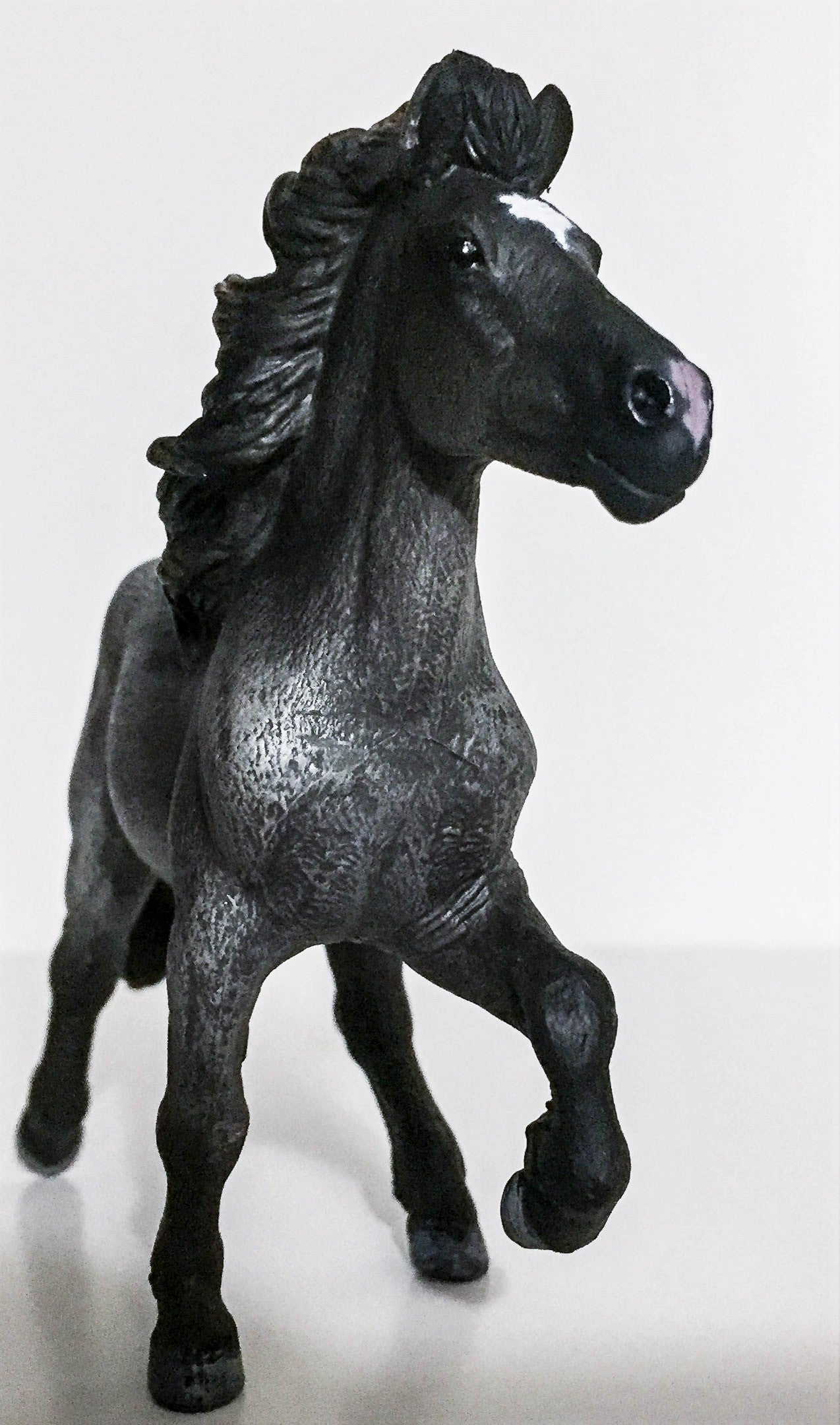 Icelandic Stallion, Grulla