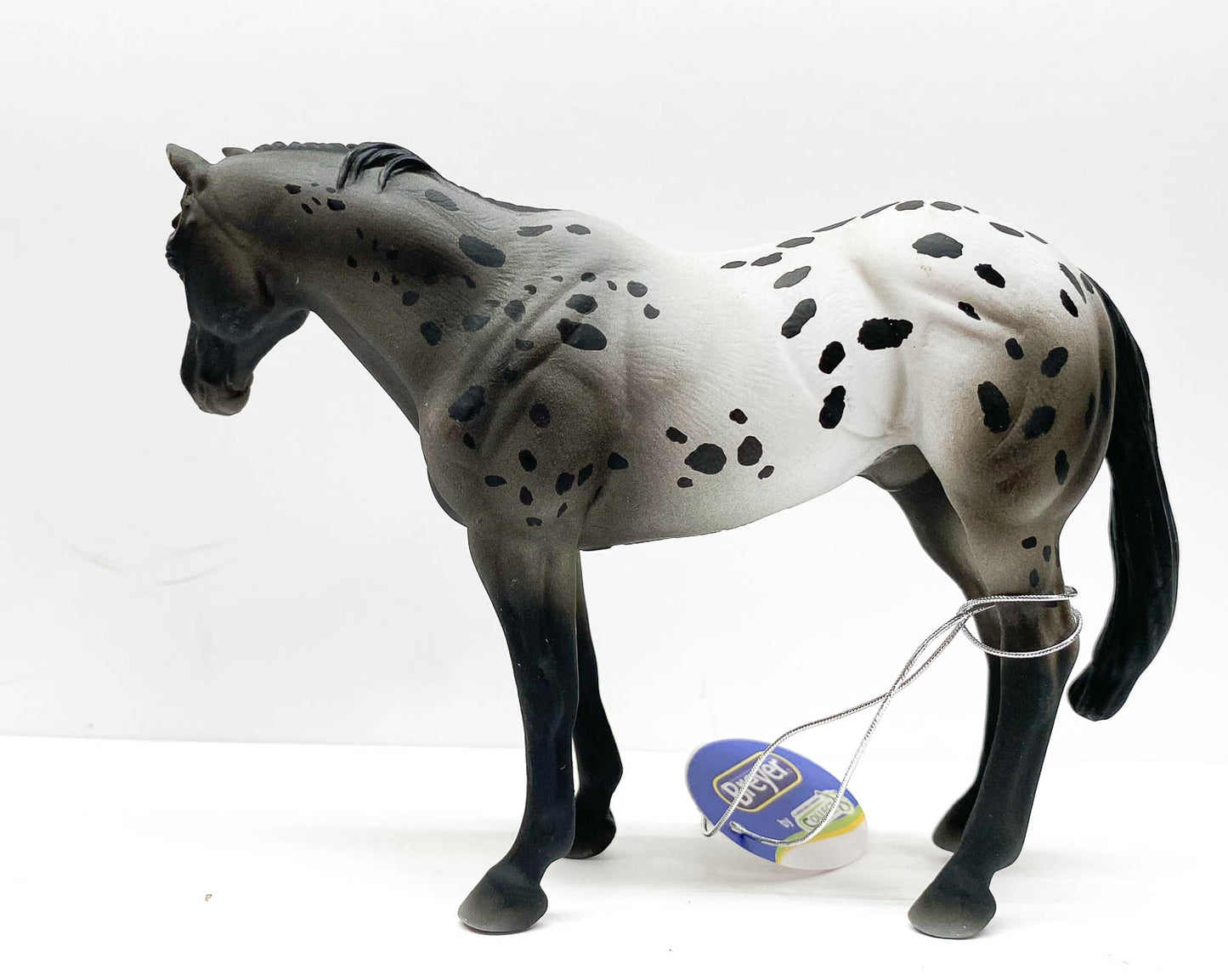 Appaloosa Stallion, Blue Roan