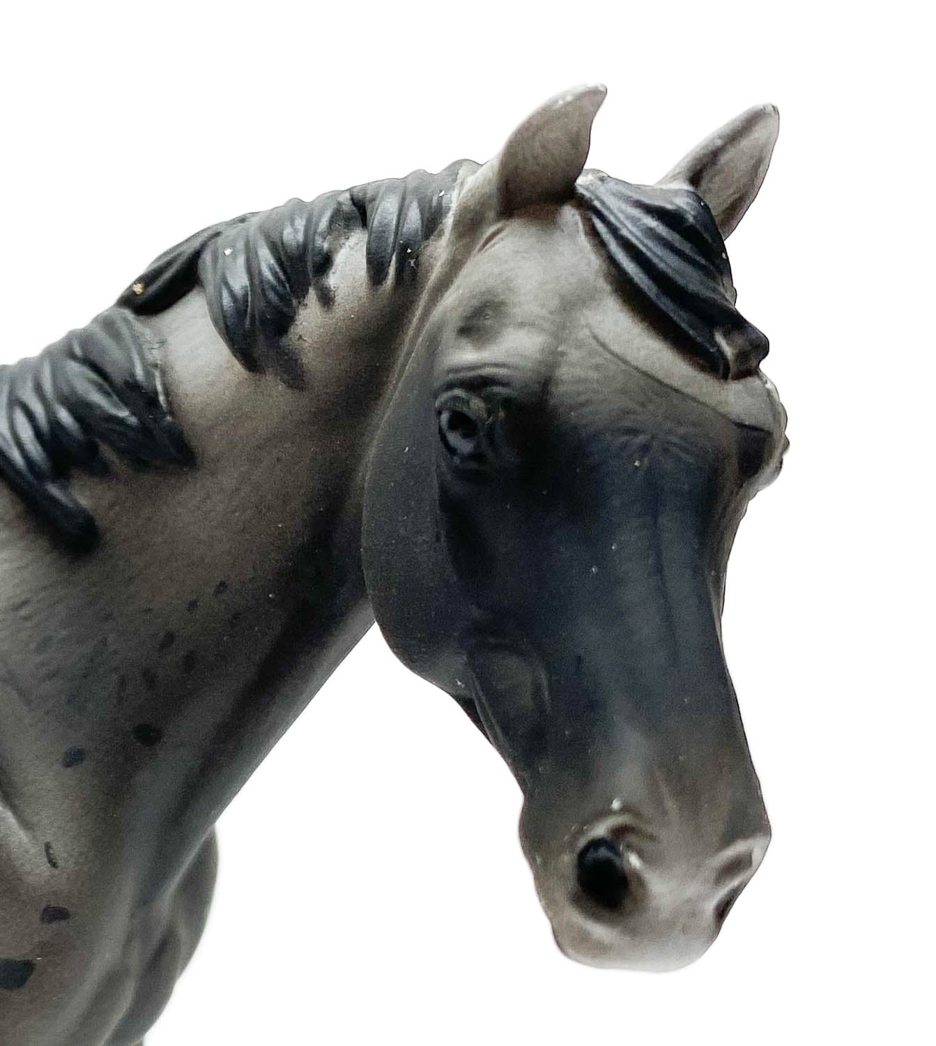 Appaloosa Stallion, Blue Roan