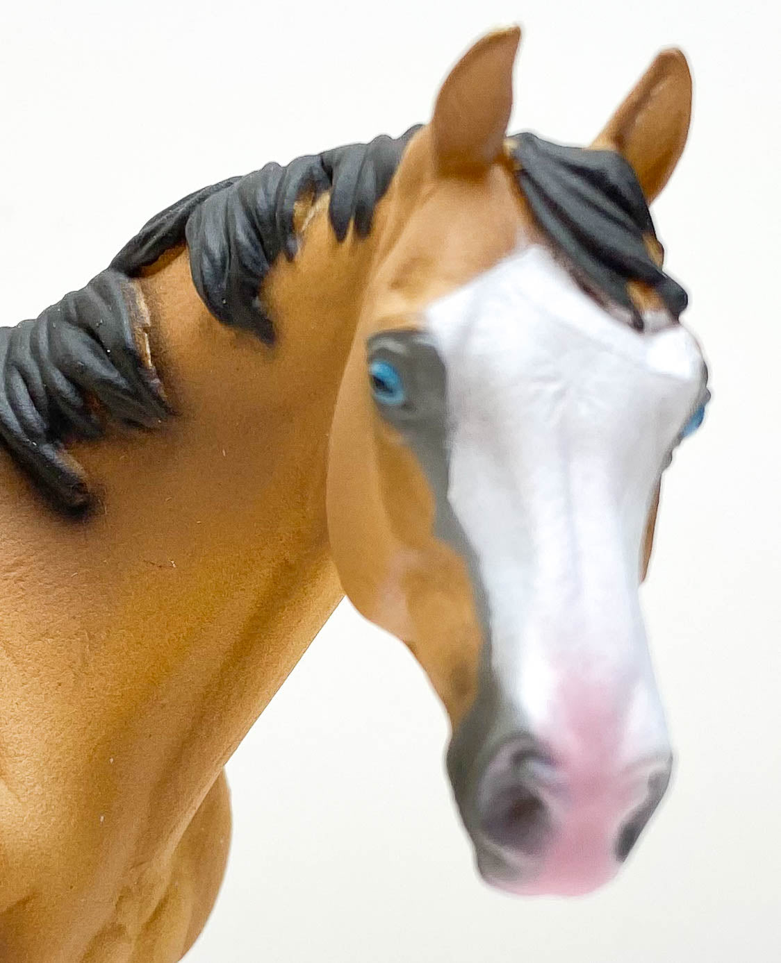 Appaloosa Stallion, Buckskin