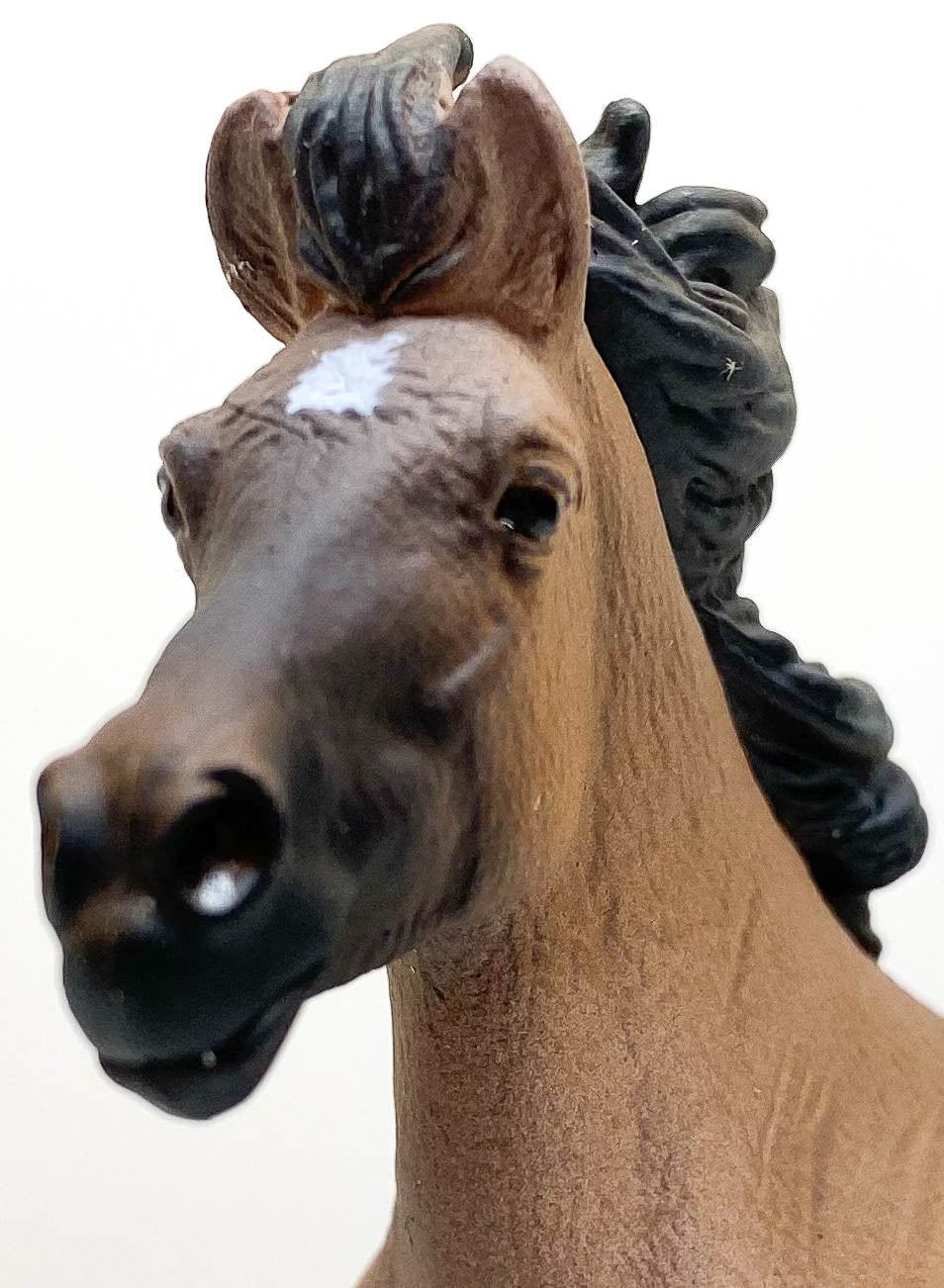 Icelandic Stallion, Dun