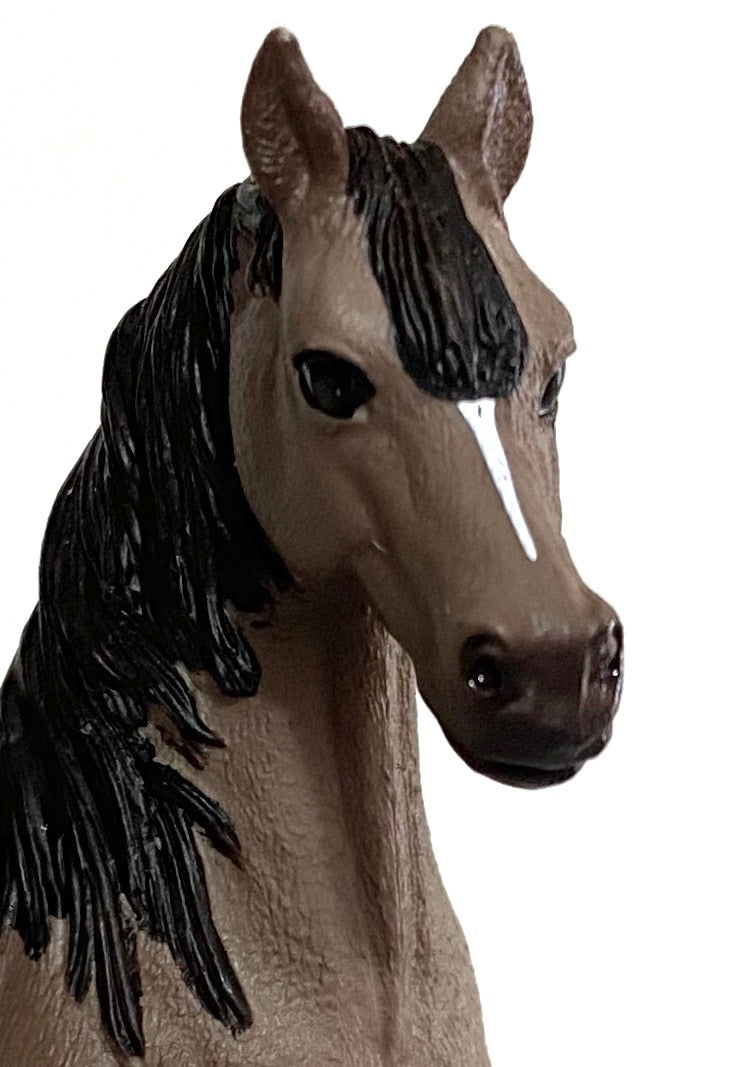 Arabian Stallion, Light Bay