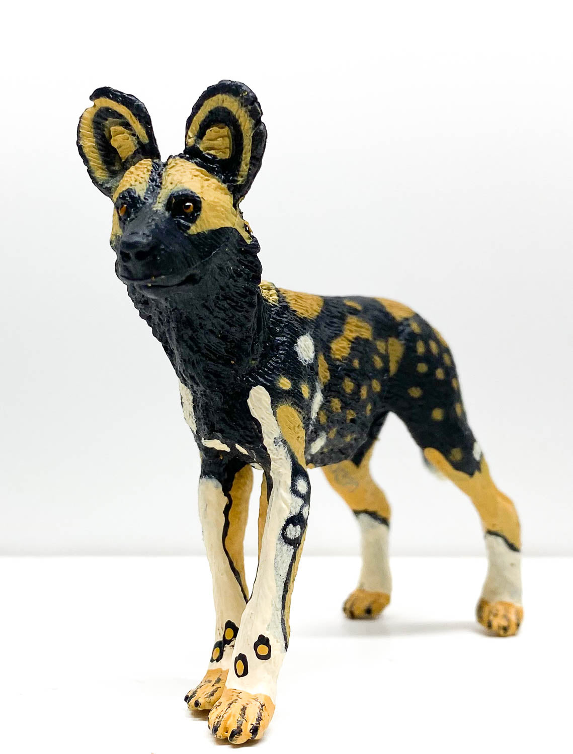 African Wild Dog (African Painted Dog)