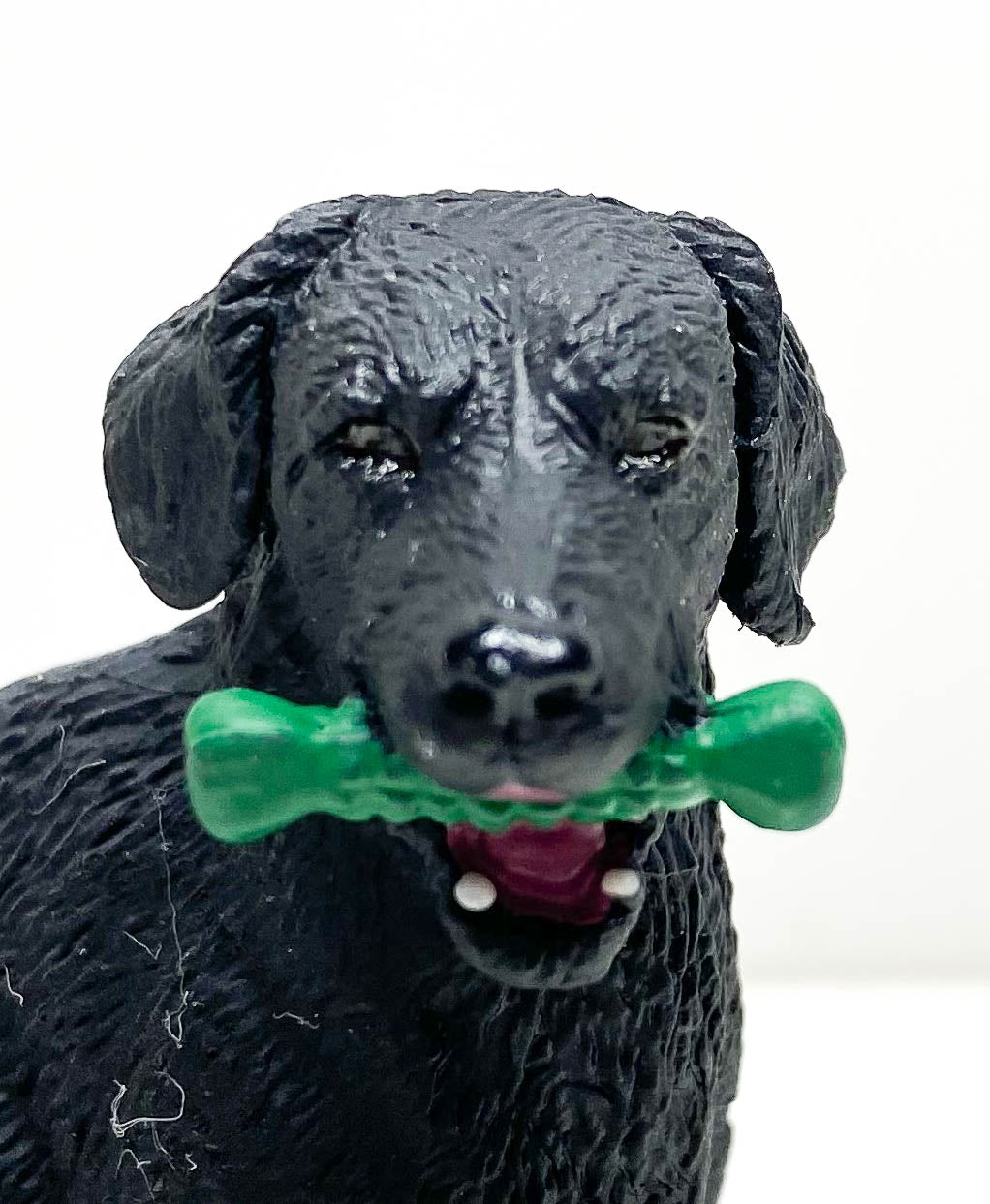 Black Labrador Retriever with Toy