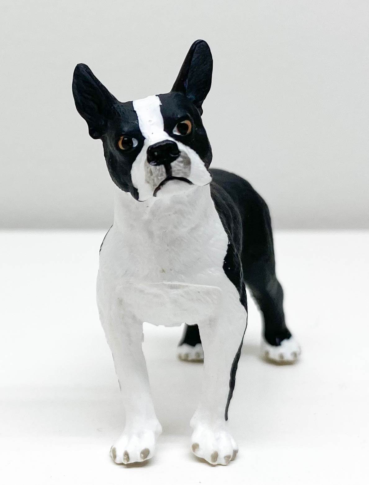 Boston Terrier