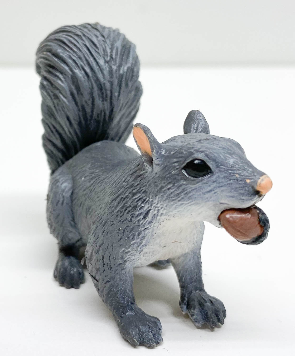 Grey Squirrel
