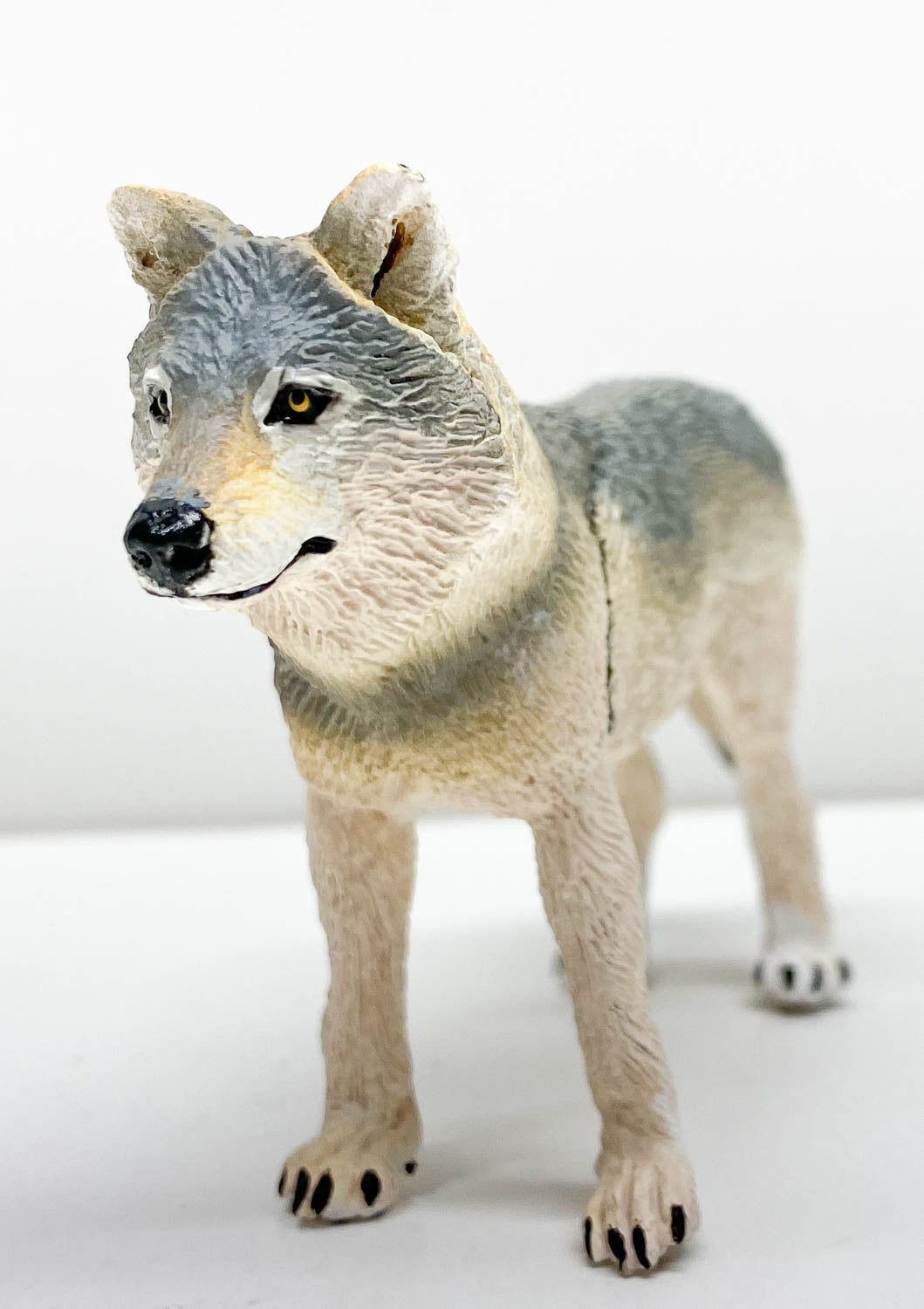 Grey Wolf, Standing