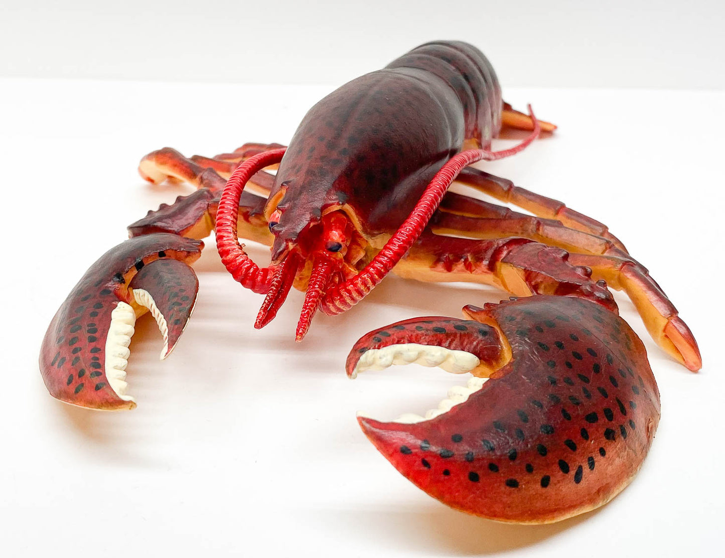 Maine Lobster (Large)