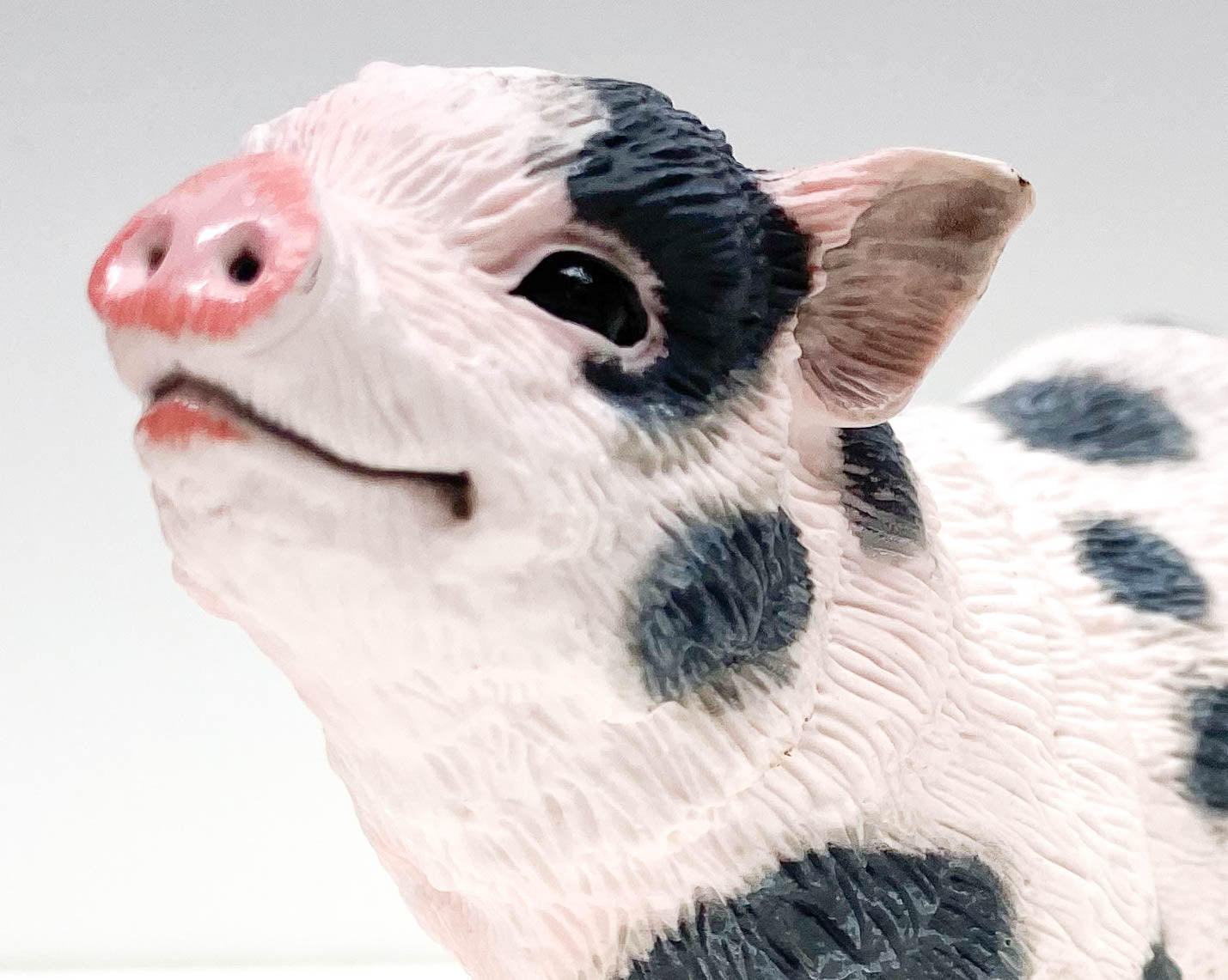 Pot-Bellied Pig (Large)