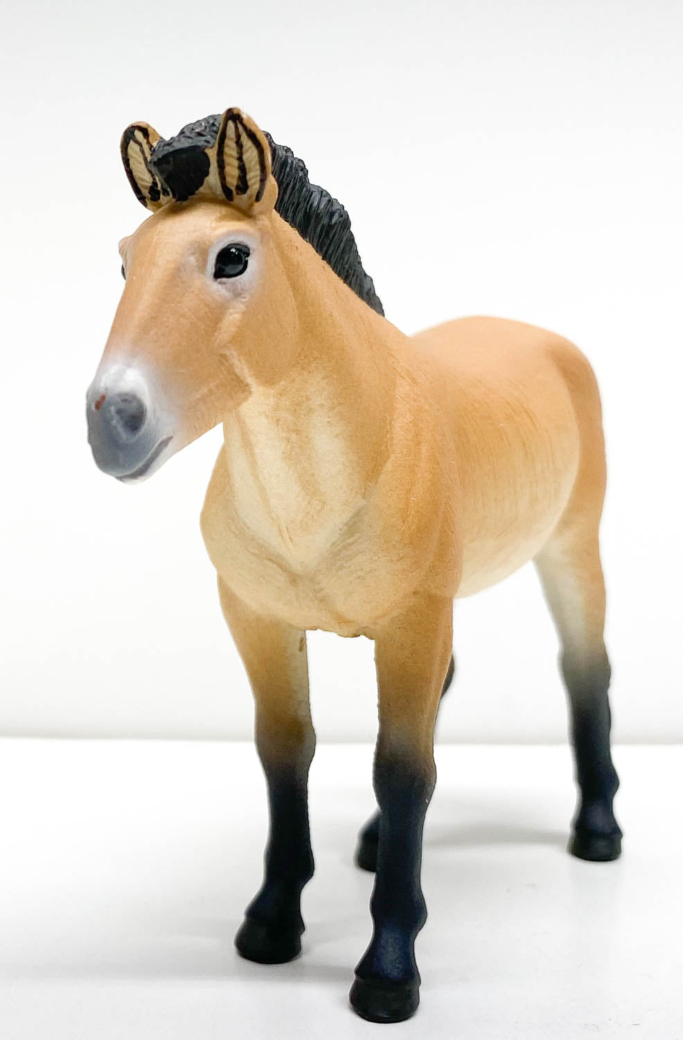 Przewalski's Horse