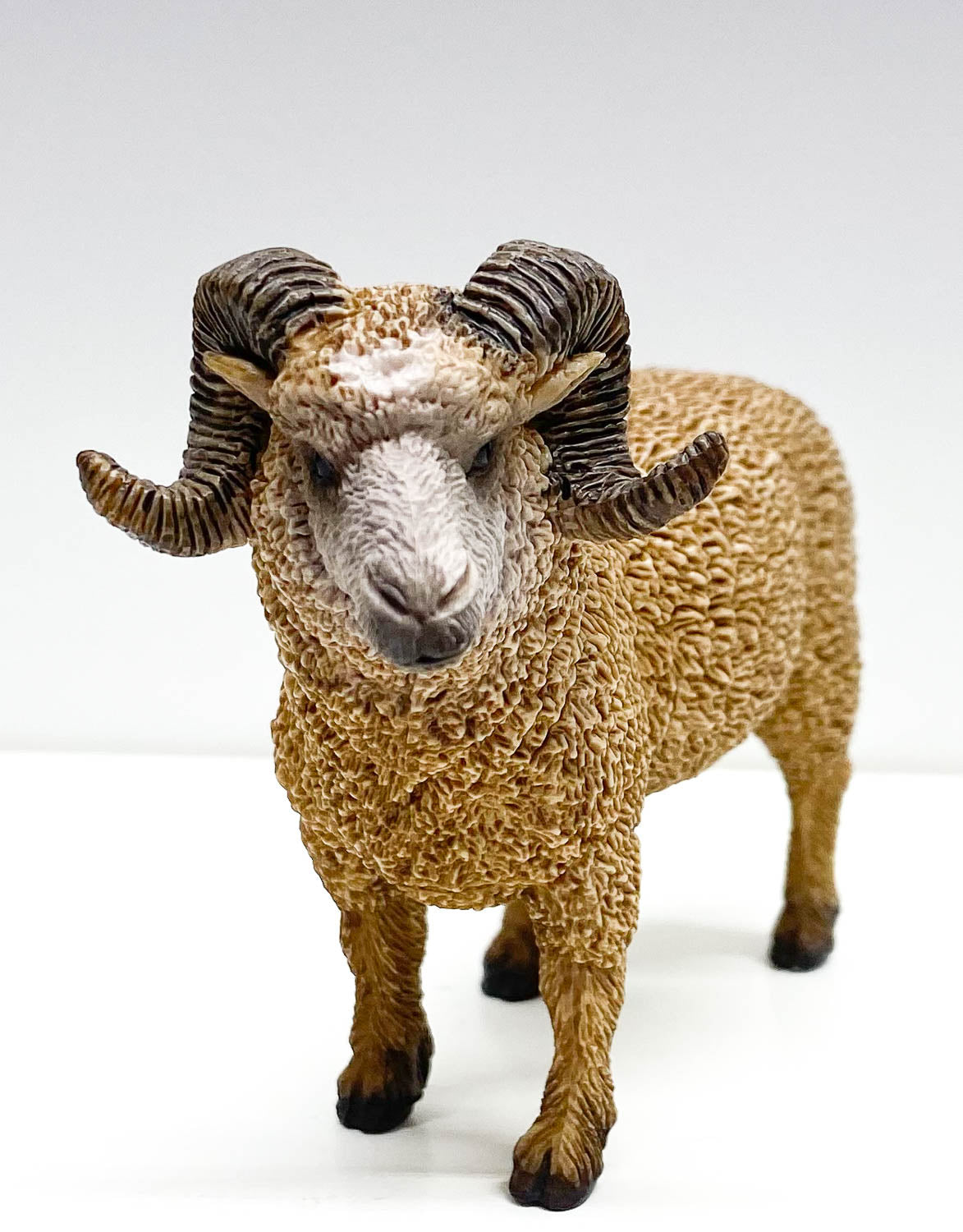 Ram Sheep