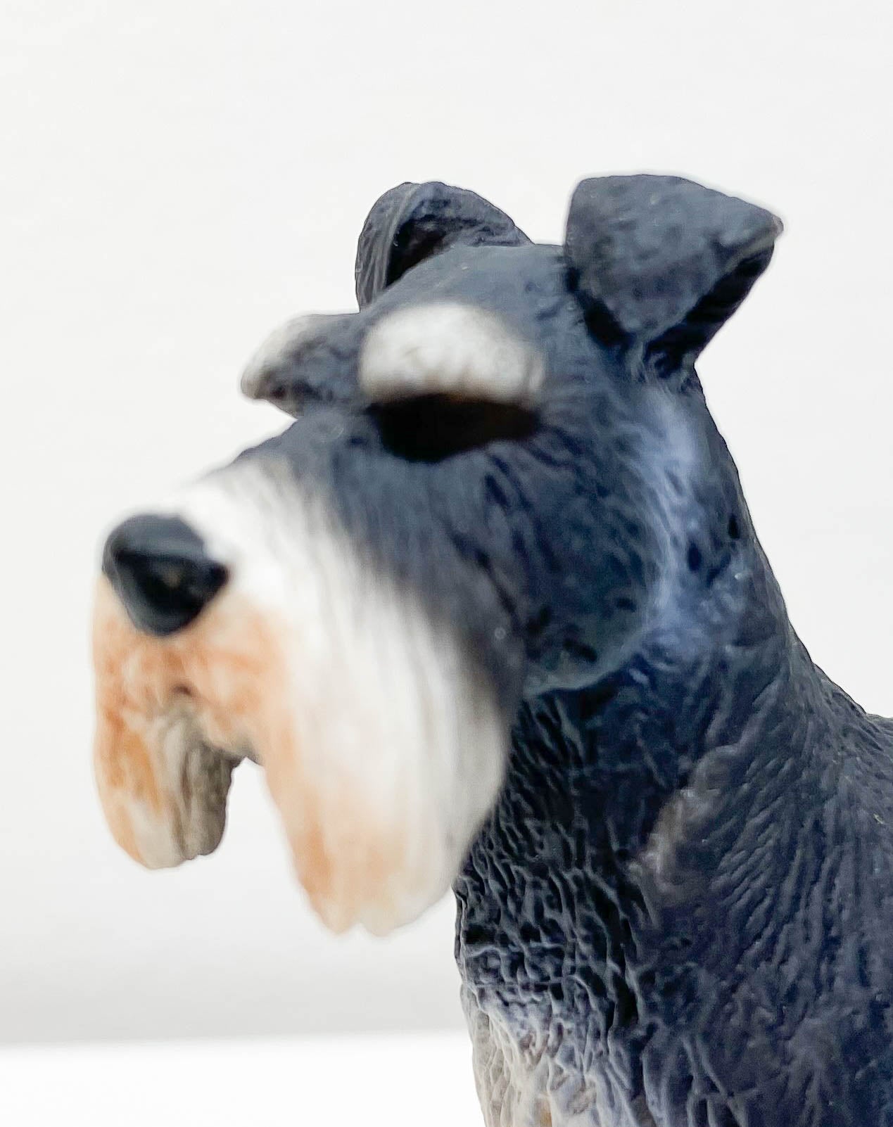 Schnauzer, Grey and White