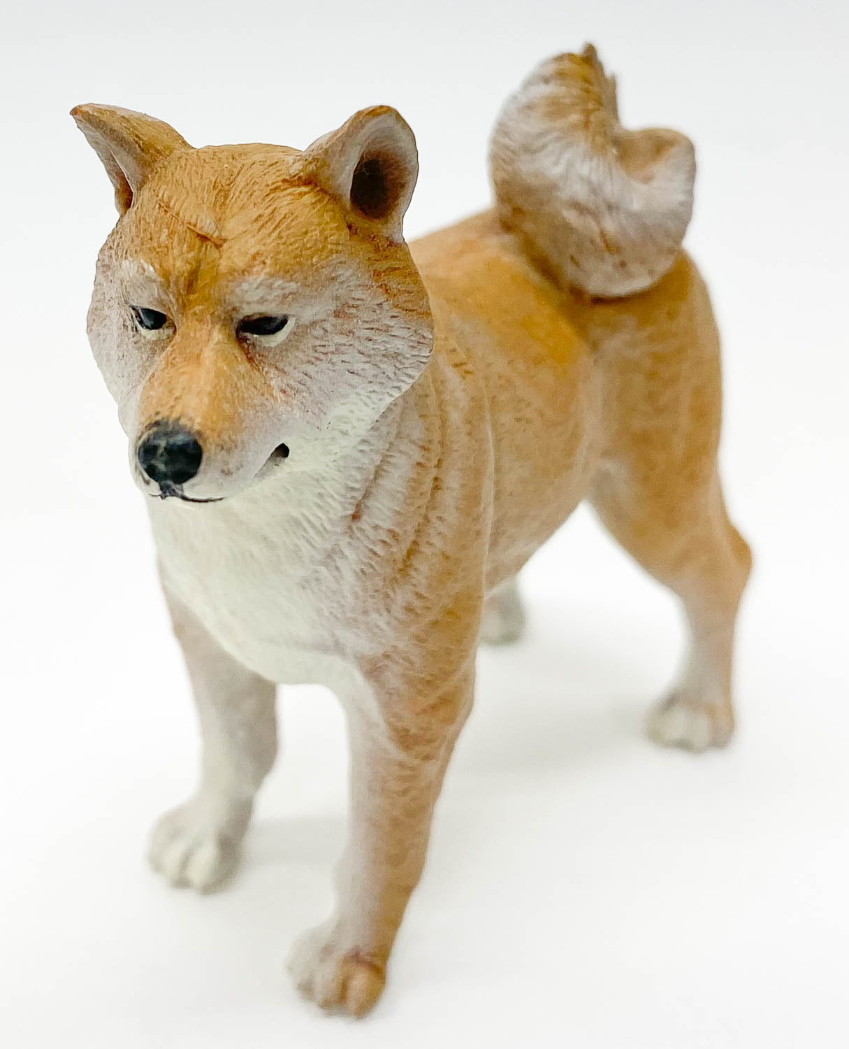 Shiba Inu