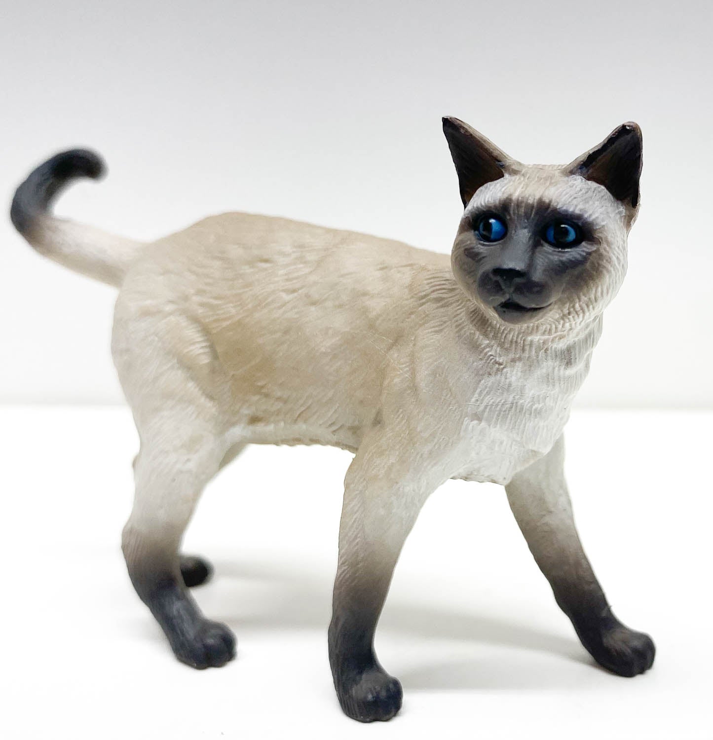 Siamese Cat