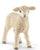 Lamb, Dorset
