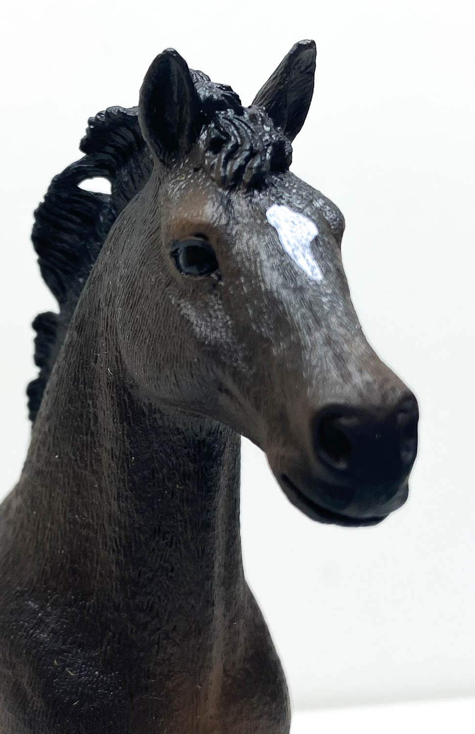 Oldenburg Stallion, Bay