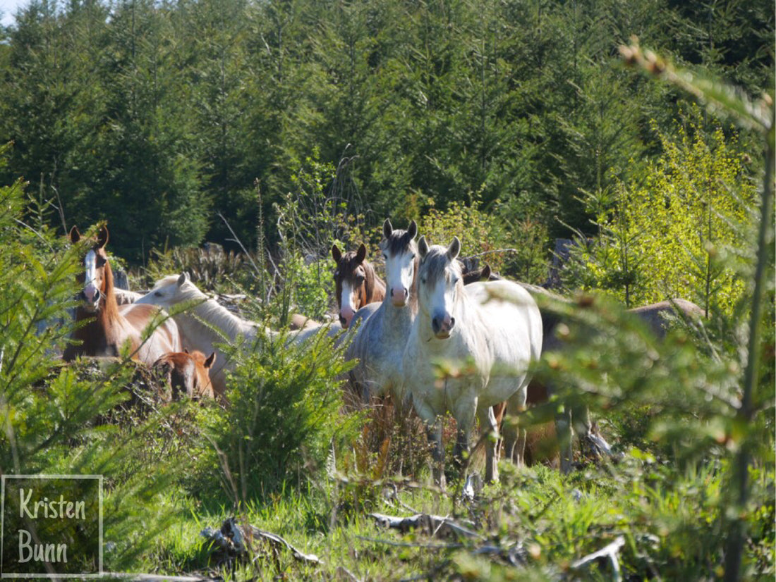 Silver Lake Wild Horses