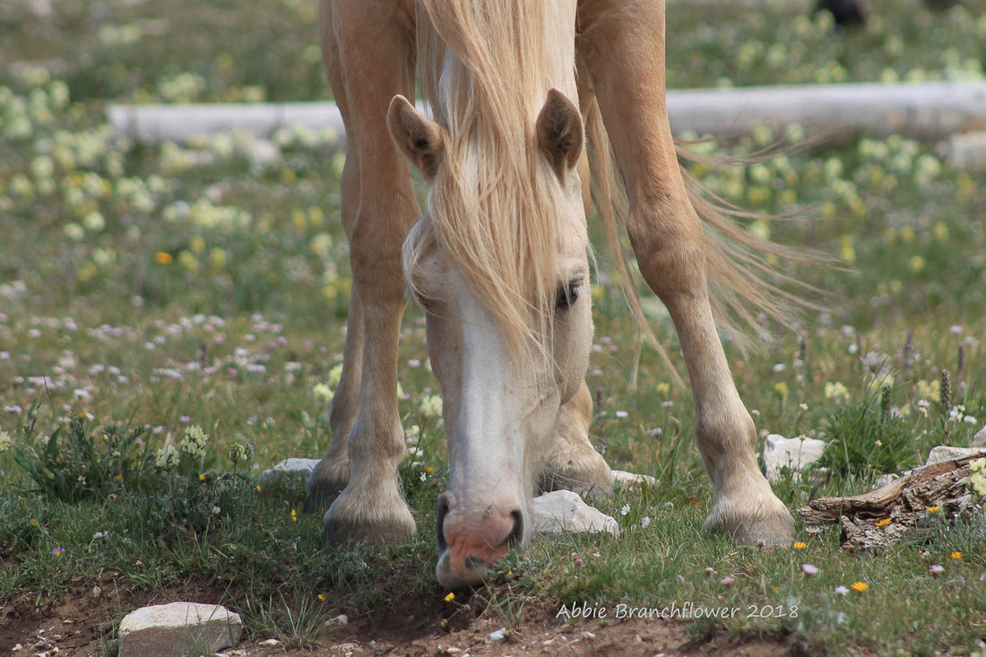 Nimbus of the Pryor Mountain Mustang herd, by Abbie Branchflower