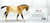 Cantering Welsh Pony ~ Tally Ho (sale for charity)