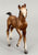 Andalusian Foal, Chestnut (sale for charity)