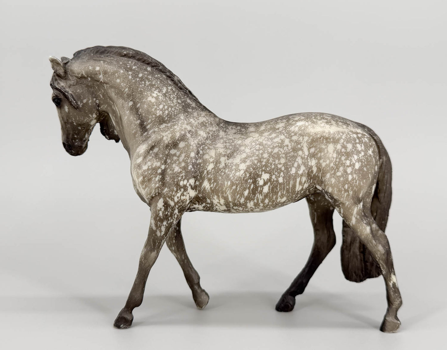 Andalusian Mare, Dapple Grey (sale for charity)